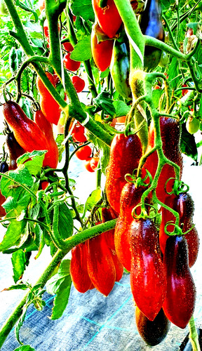 Tomatensamen usa sorte - tomatensamen, (8+);