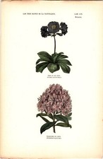 Antike Handkolorierte Lithographie Grafik 19 Jh. Pflanzen, Blumen