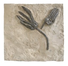 Trias  2x Encrinus liliiformis  Seelilie in Fundsituation  Alverdissen  ARB-16