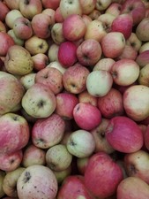 8 Kg Finkenwerder Herbstprinz