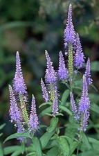 SAMEN SCHNECKENSCHUTZ Blumen