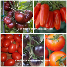 250 TOMATENSAMEN im MIX IN 5