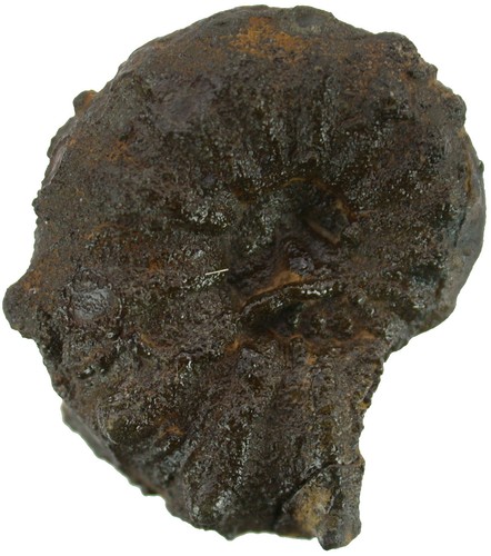 Lias phricodoceras taylori - phricodoceras,
