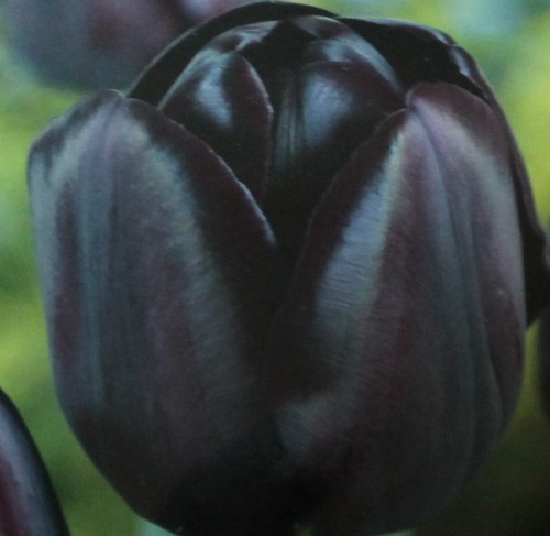 50 blumenzwiebeln - 10,20,50,