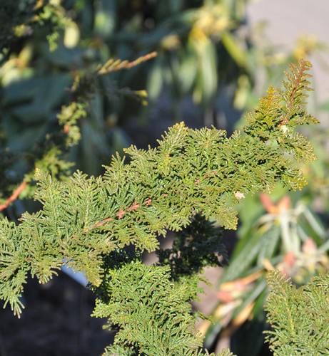 Hinoki scheinzypresse teddy - hinoki,