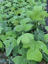 Amerikanischer Tulpenbaum