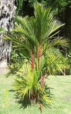 SAMEN Balkon Terrasse