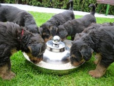 Welpenfutterring Ø39cm, aus