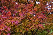 Fächer-Ahorn Acer palmatum Pflanze 90-100cm Japanischer Fächerahorn Ahorn 