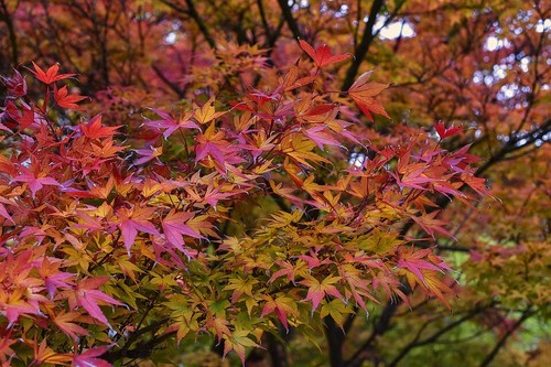 Fächer ahorn acer - fächer-ahorn,