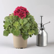 Edelgeranie Bella Donna® 'Don