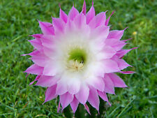 Echinopsis Echinopsishybride Bauernkaktus " Patrician "  2,2cm x 2,8cm