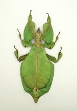 Leaf Insect -Phylliidae