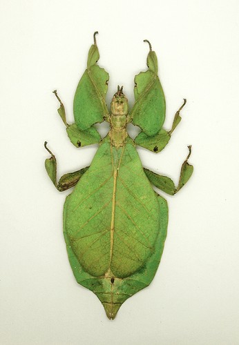 Leaf insect phylliidae - leaf,
