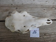 echter Rothirschschädel / Abwurfstangen / Basteln 16