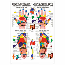 Reflexzonen Poster Anatomie 70x50 cm medizinische Lehrmittel