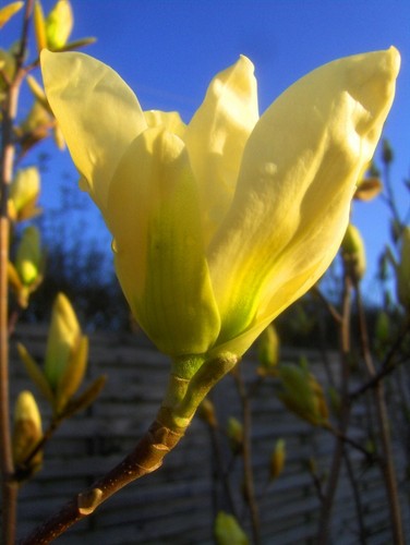 Magnolia yellow bird - magnolia,
