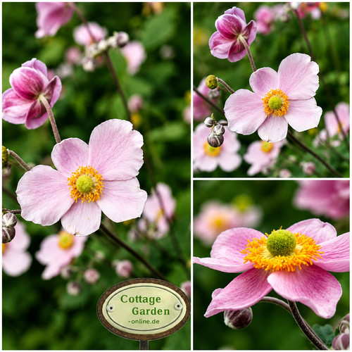 Herbstanemone anemone - herbstanemone, ~anemone
