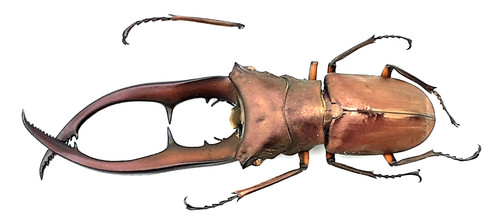 Lucanidae cyclommatus - lucanidae,,