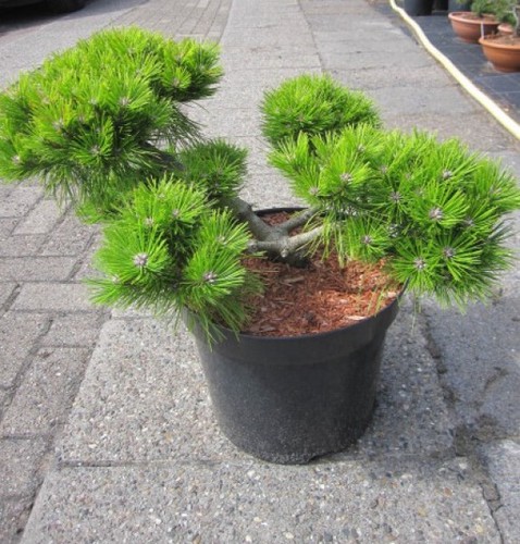 Pinus densiflora low glow - pinus,