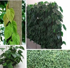 2 x Kletterphilodendron schnellwüchsige exotische Pflanzen im für den Garten