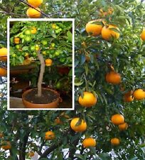 Amanatsu-Baum Japanischer