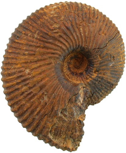 Dogger macrocephalites - ,