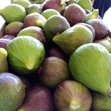 Obstpflanze Feige Heiliger