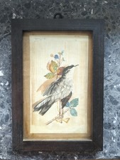 Aquarell Vogel Anfang '900