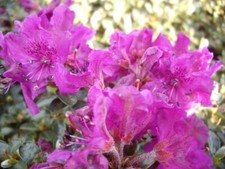 Wild Rhododendron / Alpenrose