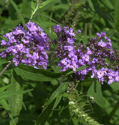 Schmetterlingsflieder summer - schmetterlingsflieder,