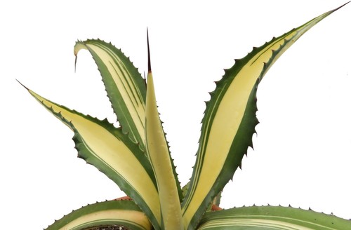 Ableger von agave - agave, salmiana