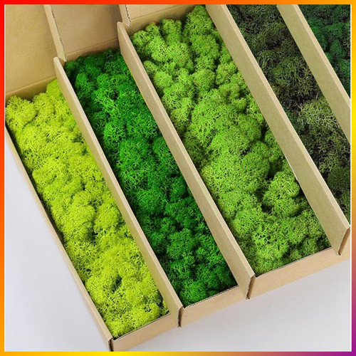 Moos diy kit - moos, naturgrün