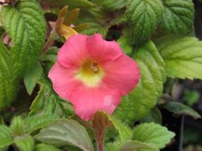 Achimenes 'Peach Glow' - 3