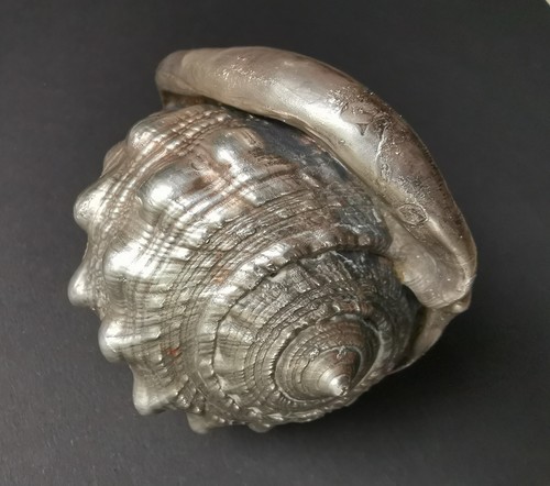 Vintage muschel versilbert - muschel,