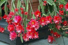 SAMEN BLüHENDER KAKTUS Blatt-Kaktee Pflanzensamen duftende Blumen schöner Anbl