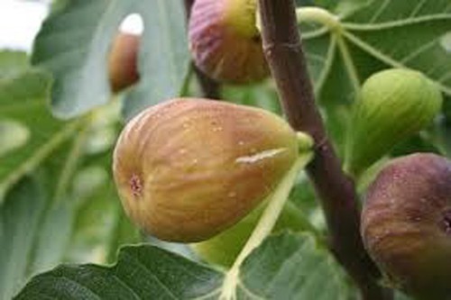 Ficus carica pfälzer - carica, frucht