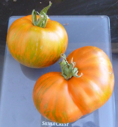 Fleischtomate kozuka 179 zebra - fleischtomate,
