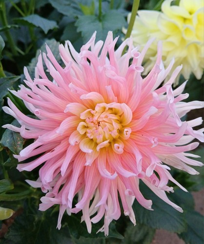Blumensamen dahlien samen - blumensamen,