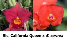 Taiwan Orchidee Cattleya Rlc. California Queen 'Red Angel' x S. cernua 'C.H. #2'