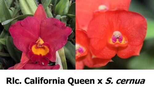 Taiwan orchidee cattleya rlc - cattleya,