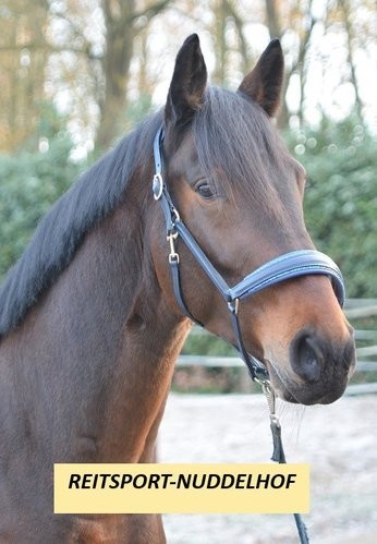 Otto schumacher stallhalfter - schumacher,