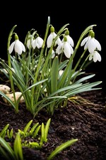 30х galanthus - 30х,
