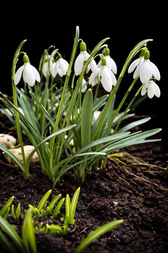 30х galanthus - 30х,