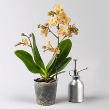 Schmetterlingsorchidee