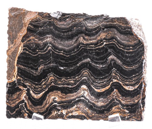 100mm stromatolith scheibe - 100mm,