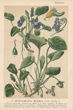 Duftveilchen (Viola odorata)