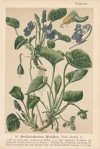 Duftveilchen - , (viola