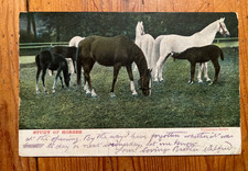 Pferdepostkarte AK Postkarte Pferd Araber antik Marbach