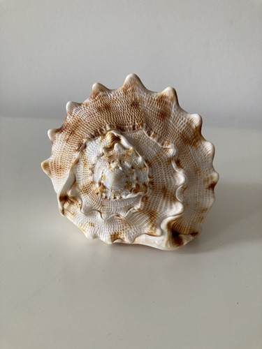 Muschel deko meeresschnecke - muschel,